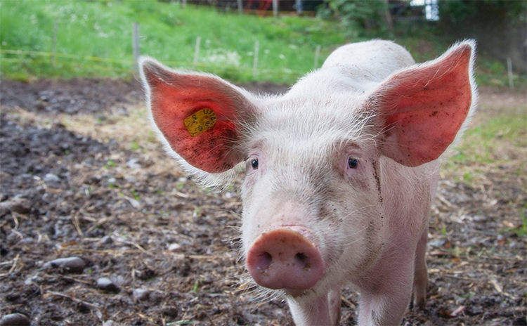 智慧农场|猪场管理ERP